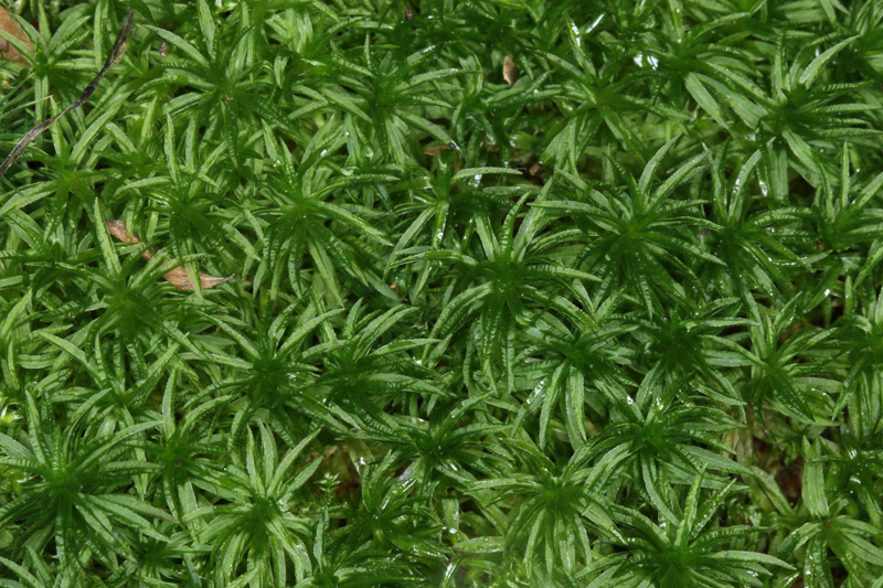 Atrichum tenellum